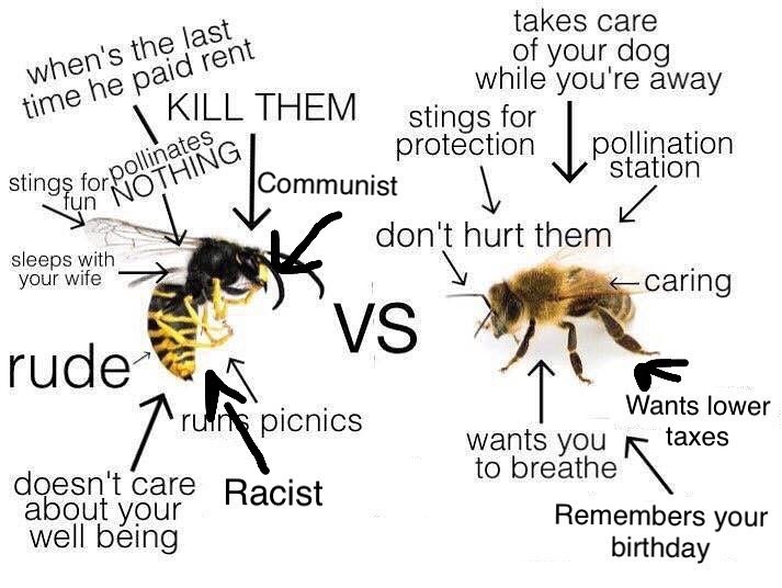 Wasp+vs+bee+okay+seriously+right+what+th